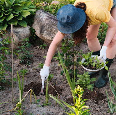 The farmer prepares the soil for planting a plant.