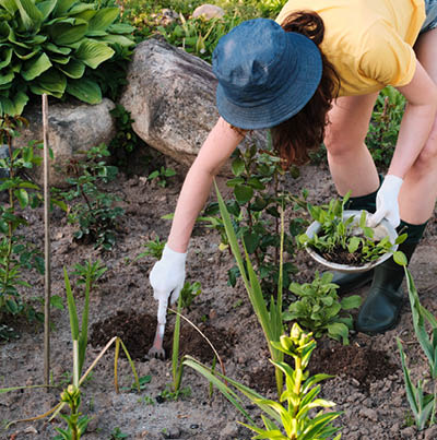 The farmer prepares the soil for planting a plant.